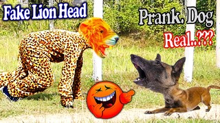Big Fake Lion Head vs Real Dogs Prank Very Funny with Surprise Scared Reaction - Try Not To Laugh