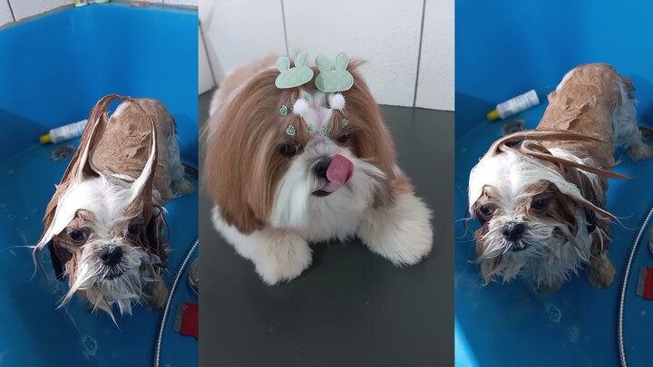 Tắm cho cún cũng đáng yêu hết nấc 💖