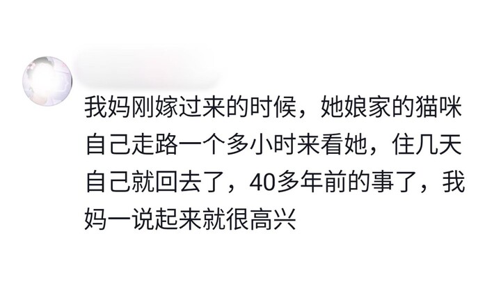 So it turns out that kittens and puppies visit relatives too!