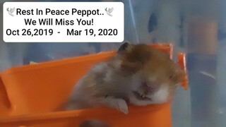 Rest In Peace Peppot.. I ♥️ You!