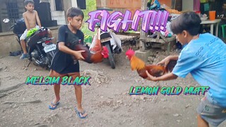 MELSIM BLACK VS LEMON GOLD MUFF SPAR!!