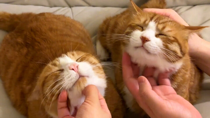 Like father, like son; like brother, like brother.