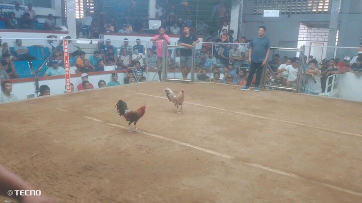 panalo bulik paldo