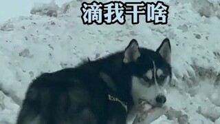 网友开车遇“雪狼”小心翼翼，结果“雪狼”回眸后…