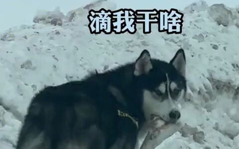 网友开车遇“雪狼”小心翼翼，结果“雪狼”回眸后…