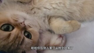 忘崽喵妈，压着自己的猫宝宝卖萌！