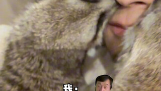 狐獴的古怪癖好