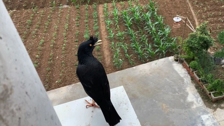 Some experts say birds are essentially committing suicide by doing this—today, we reveal the truth; 