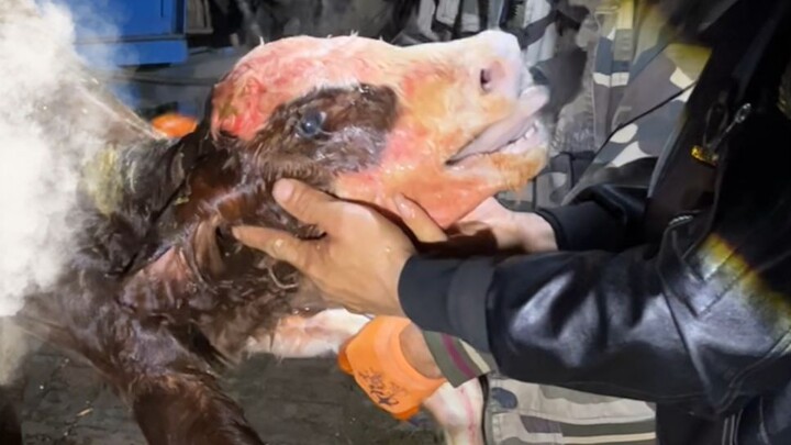 Ayahku menggunakan tali gantungan untuk bertarung dengan sangat sengit melawan BLEACH.