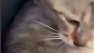 No touchy， this cat is not friendly🤣