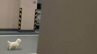 انظروا كيف تفاعل الجرو الصغير البالغ ثلاثة أشهر عندما ضاع! إنه ذكي جدًا، وعادةً ما يضيع بسهولة.