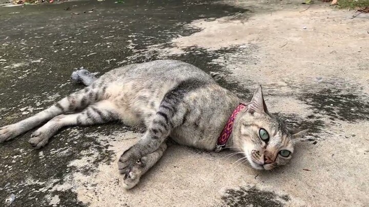 แมว​เหมียว​น่ารัก​เดินเล่น​อย่า​มี​ความ​สุข​