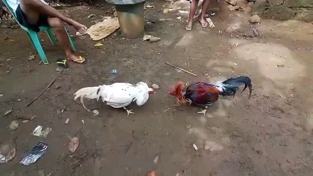 sweater white vs 5k sweater