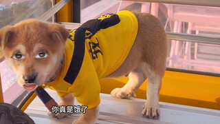 狗子：奔我来的？