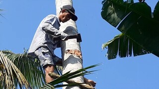 cách hạ dừa bằng búa trên không quá chuyên nghiệp và những câu chuyện kể khó tin| TKQ T178