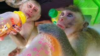 Extremely Adorable!! Wow, Little Toto & Yaya are so adorable when drinking green tea with each other