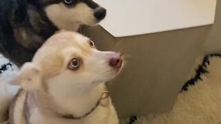 Wait til the end 😭 imaginarytreat dogs dogchallenge