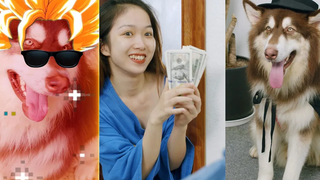 สัตว์ที่สนุกที่สุด 🤣 - สุนัขตัวนี้มีไอคิวที่ยอดเยี่ยม - สุนัขทั้งน่ารักและตลก 2021