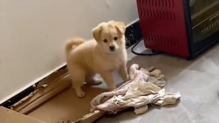 “Anjing: Di zaman sekarang… siapa yang nggak punya keahlian khusus?”