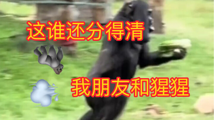 So it turns out gorillas are actually the most perfectly evolved!
