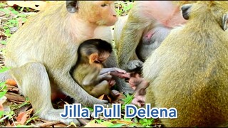 Oops! Baby Jilla Drag Tail Baby Delena Want Nurse to Her, The Best Jilla Pull Tail Delena Can't Move