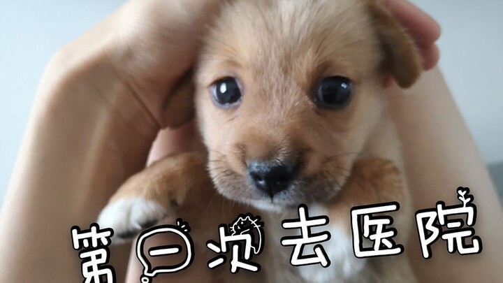 [First Vet Visit After Adopting a Puppy] Waaah, I’m So Scared!