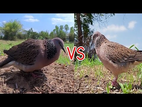 vs#big dove fighter#Bẩy Chim Cu Gáy#burk terkukur pikat