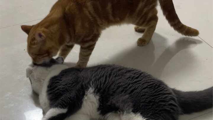 Gak nyangka, ternyata perilaku Xiao Ju menjilat tengkuk belakang itu sebenarnya adalah gejala ganggu