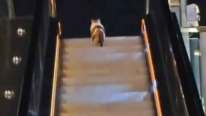 The kitty bounces and hops, with a bright and beautiful mood!