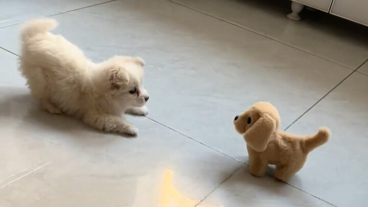 When a Puppy Meets Another Puppy for the First Time