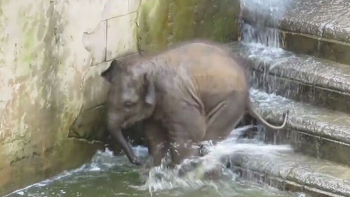 Si bayi gajah lagi-lagi bermain air! Tak ada yang sanggup menahan imutnya!