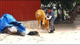 Fake Lion vs Real Dog Funny video 2021