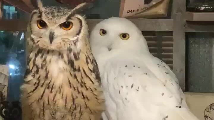 Eagle Owl and Snowy Owl