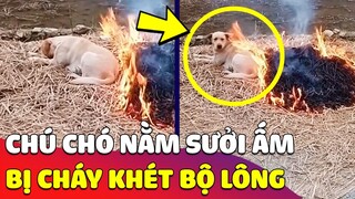 Hy hữu chú chó 'NẰM SƯỞI ẤM' bên đống lửa bị 'CHÁY KHÉT' một núm lông  🤣 Gâu Đần