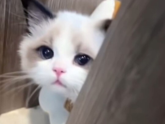 Làm sao có thể có một con mèo dễ thương như vậy!