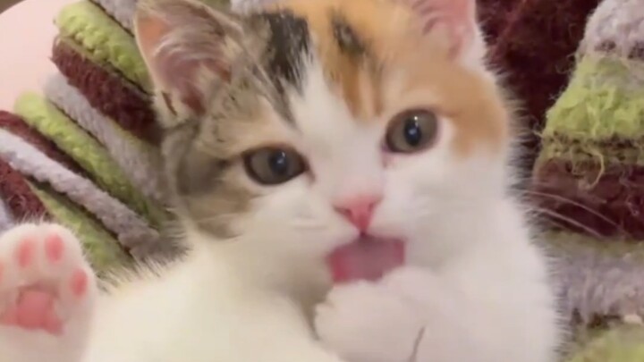 กลิ่นแมวน้อยแรงมาก…