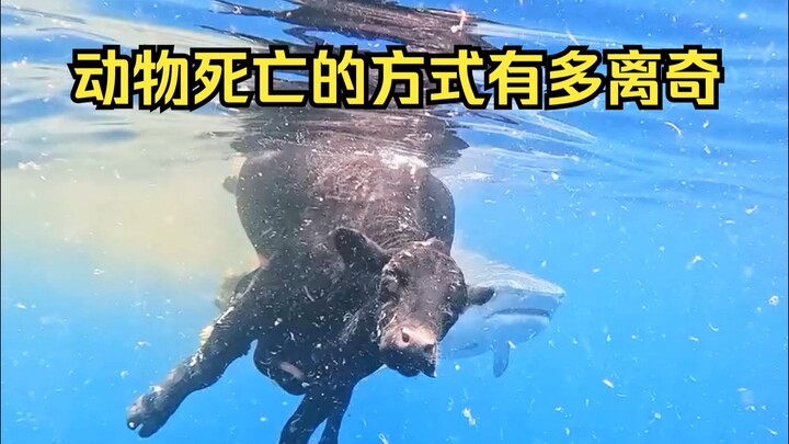 تحديد أسباب الوفاة الغريبة للحيوانات 64