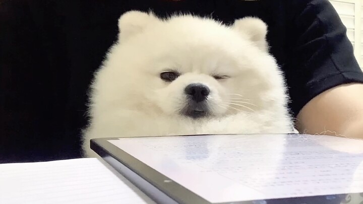 更适合中国宝宝体质的褪黑素