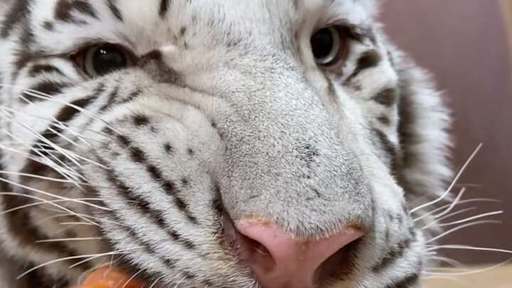 Happy birthday, Tiger! I’ve prepared a 100-point birthday feast for you 🦓: 100/100