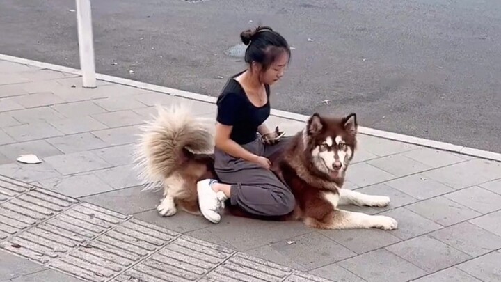 Even the fiercest dog is afraid of a tigress!