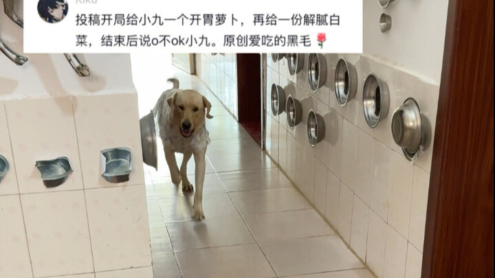 Xiao Jiu is doing great today.
