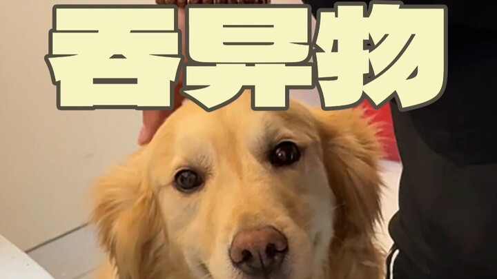 Anjing golden retriever ini baru saja menyantap hidangan yang sangat keras.