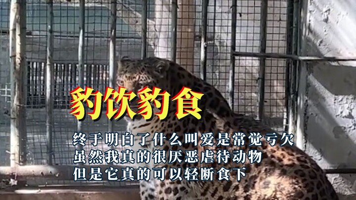 The chubby leopard at Panzhihua Zoo has gone viral, but the staff are sticking up for it despite the