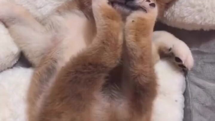 ไม่ว่าจะที่ไหนเมื่อไหร่ก็หาเรื่องสนุกให้ตัวเองได้เสมอ ฉันขอเอาอย่างทัศนคติในการใช้ชีวิตของเจ้าหมาน้อ