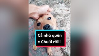 Cả nhà lại quên Chuối rồi. cunyeucuadua chó chócon chókhôn chócute