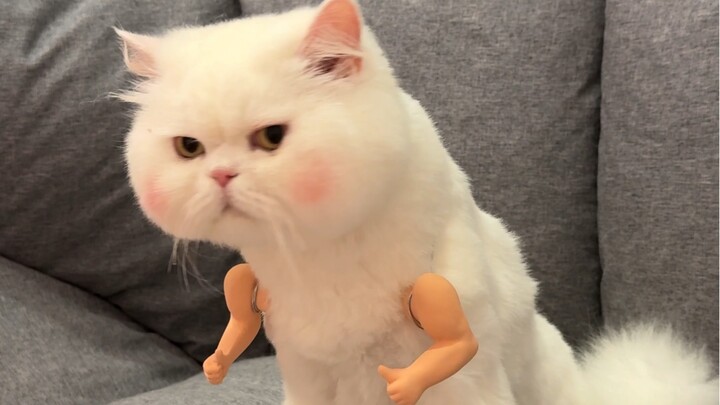 A little arm suitable for all cat physiques~