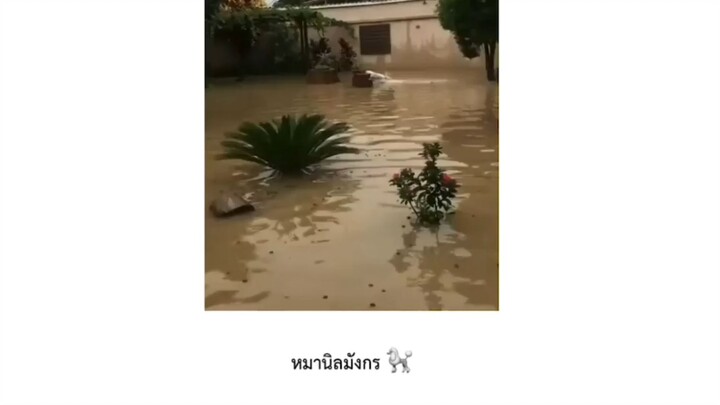 หมานิลมังกร