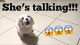 MY DOG IS TALKING!! 😱😍