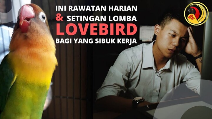 Ini Perawatan dan Settingan Lomba Lovebird Buat Yang Sibuk Kerja