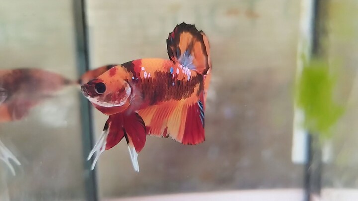 Multi-koi Betta